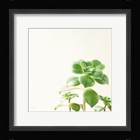 Succulent Simplicity X Neutral Fine Art Print