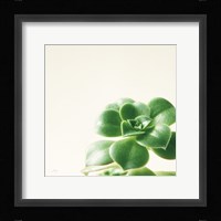 Succulent Simplicity VIII Neutral Fine Art Print