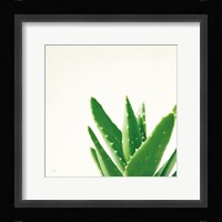 Succulent Simplicity VI Neutral Fine Art Print