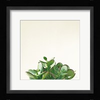 Succulent Simplicity III Neutral Fine Art Print