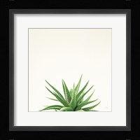 Succulent Simplicity I Neutral Fine Art Print