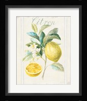 Floursack Lemon IV v2 Framed Print