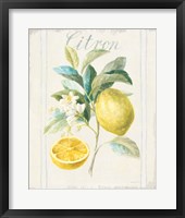Floursack Lemon IV v2 Framed Print