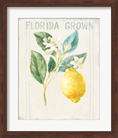 Floursack Lemon I v2 Fine Art Print