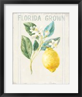 Floursack Lemon I v2 Framed Print