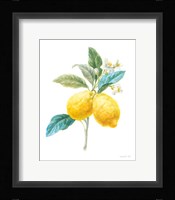 Floursack Lemon IV on White Framed Print