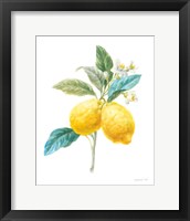 Floursack Lemon IV on White Framed Print