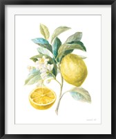 Floursack Lemon III on White Fine Art Print