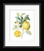 Floursack Lemon III on White Framed Print