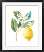 Floursack Lemon I on White Fine Art Print
