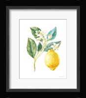 Floursack Lemon I on White Framed Print