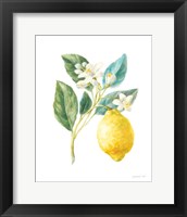 Floursack Lemon I on White Framed Print