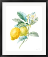 Floursack Lemon II on White Fine Art Print