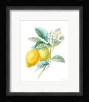 Floursack Lemon II on White Framed Print