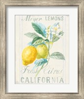 Floursack Lemon II Fine Art Print