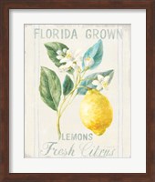 Floursack Lemon I Fine Art Print