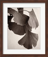 Gingko Sepia Fine Art Print