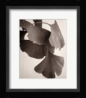 Gingko Sepia Fine Art Print