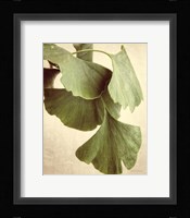 Gingko Color Fine Art Print