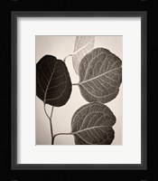Eucalyptus Sepia Fine Art Print