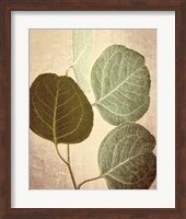 Eucalyptus Color Fine Art Print
