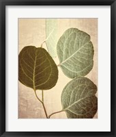 Eucalyptus Color Fine Art Print