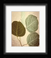 Eucalyptus Color Fine Art Print