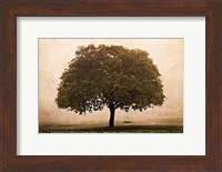 The Hopeful Oak Fine Art Print