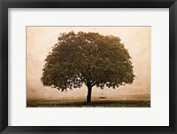 The Hopeful Oak Framed Print