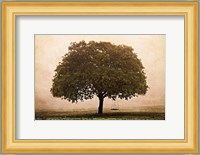 The Hopeful Oak Fine Art Print