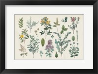 Victorian Garden IV Framed Print