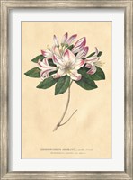 Rhododendron Vintage Fine Art Print