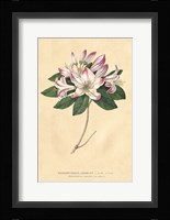Rhododendron Vintage Fine Art Print