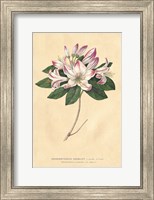 Rhododendron Vintage Fine Art Print