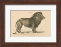 Vintage Lion Fine Art Print