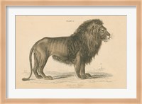 Vintage Lion Fine Art Print
