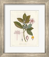 Botanical Gardenia v2 Fine Art Print