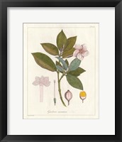Botanical Gardenia v2 Fine Art Print