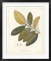 Botanical Heritiera v2 Fine Art Print