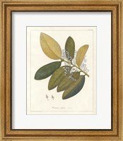 Botanical Heritiera v2 Fine Art Print