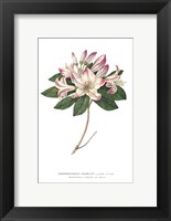 Rhododendron Bright Fine Art Print