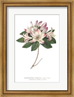 Rhododendron Bright Fine Art Print