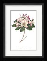 Rhododendron Bright Fine Art Print