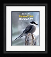 Gray Jay Canada's National Bird Framed Print