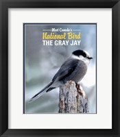 Gray Jay Canada's National Bird Framed Print