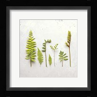 Flat Lay Ferns III Fine Art Print