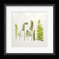 Flat Lay Ferns IV Fine Art Print