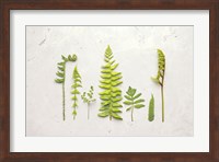 Flat Lay Ferns II Fine Art Print
