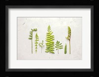 Flat Lay Ferns II Framed Print