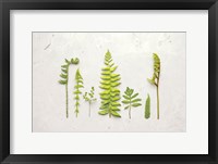 Flat Lay Ferns II Framed Print